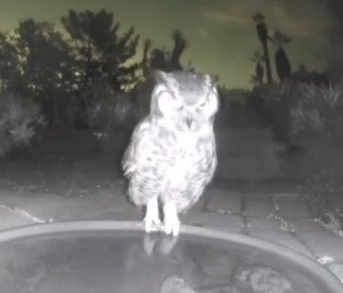 Owl captured at night drinking from water fountain in yard with camera monitoring regular visitors.