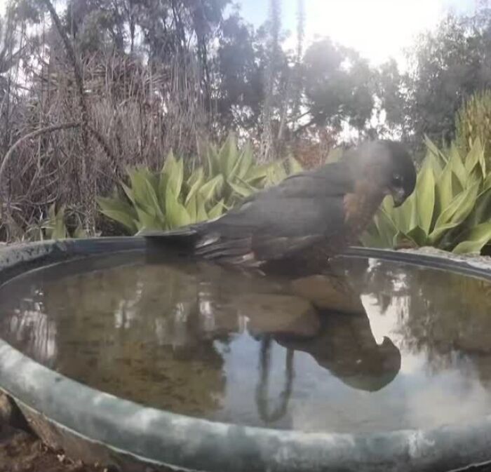 Bird drinking water from a fountain in a yard monitored by a camera capturing regular visitors.