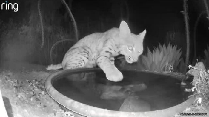 Nighttime image of a wild cat at a water fountain captured by a yard camera showing regular visitors.