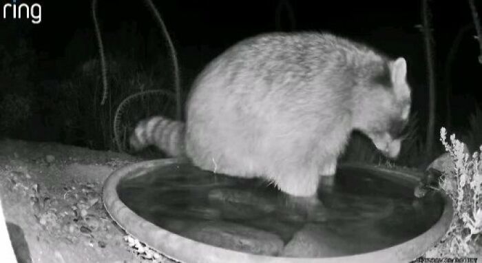 Raccoon standing in a water fountain captured at night by a yard camera monitoring regular visitors outdoors.