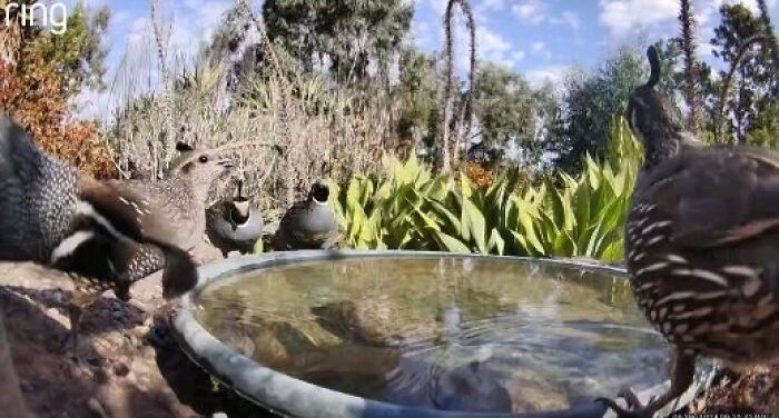 Birds gathered around a water fountain with a camera in a yard, capturing regular visitors in natural outdoor setting.