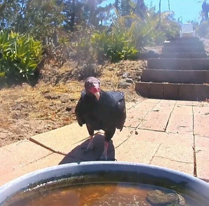 Black vulture visiting a water fountain in a yard monitored by a camera capturing regular visitors.