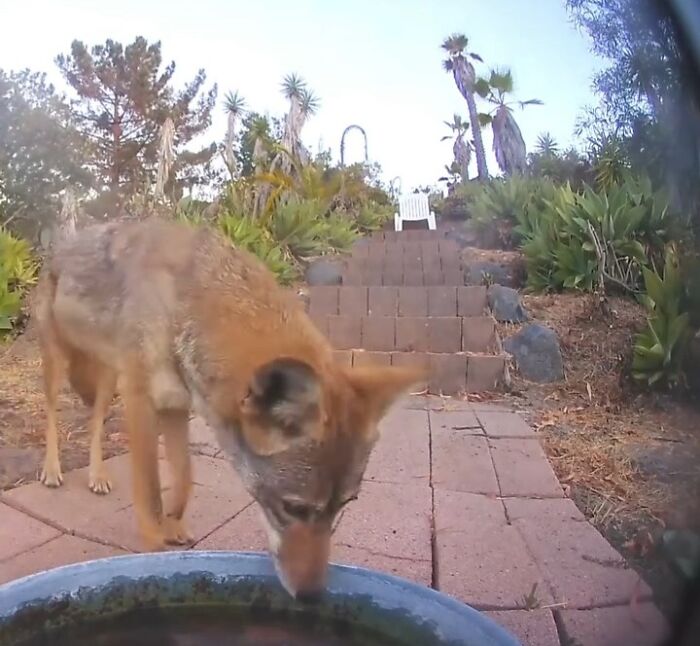 Coyote drinking water from a fountain in a yard monitored by a camera capturing regular visitors outdoors.