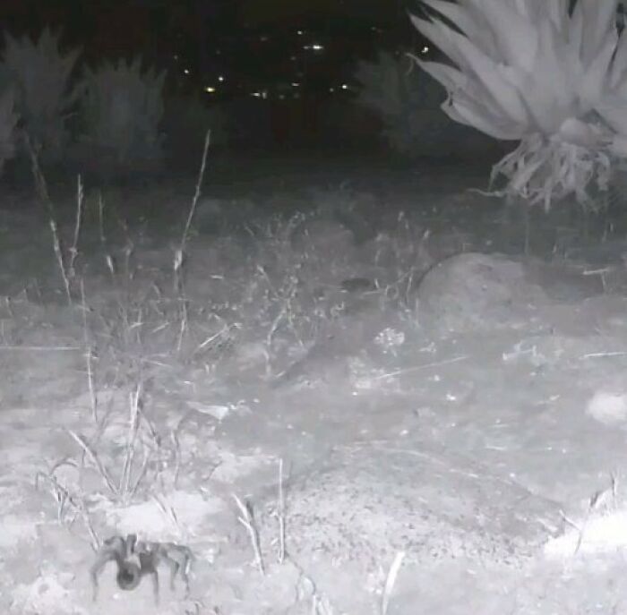 Night view of a yard with a water fountain and camera capturing a tarantula among the regular visitors outdoors.