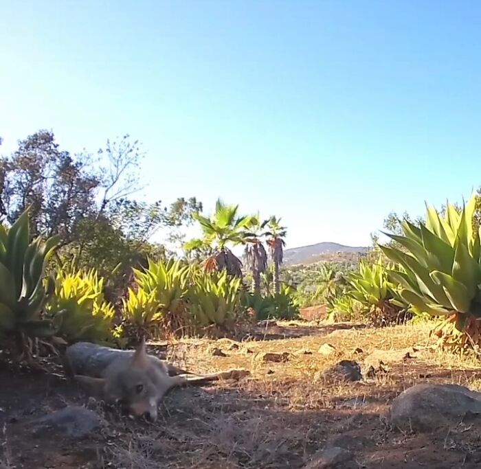 Young coyote resting near succulents in a yard with a water fountain and a camera capturing regular visitors.