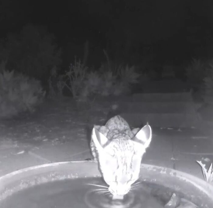 Nightshot of a regular visitor cat drinking water from a fountain in a yard with a camera installed.