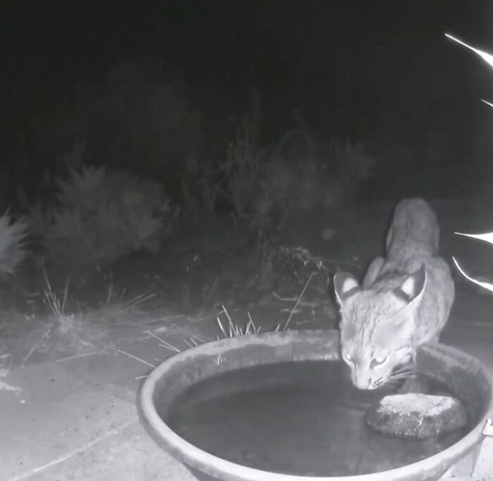 Bobcat drinking water from a fountain captured by a camera in a yard, showing regular wildlife visitors at night.