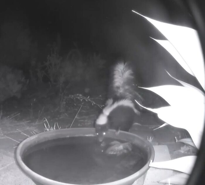 Skunk drinking water from a fountain captured by a camera in a woman's yard during nighttime.
