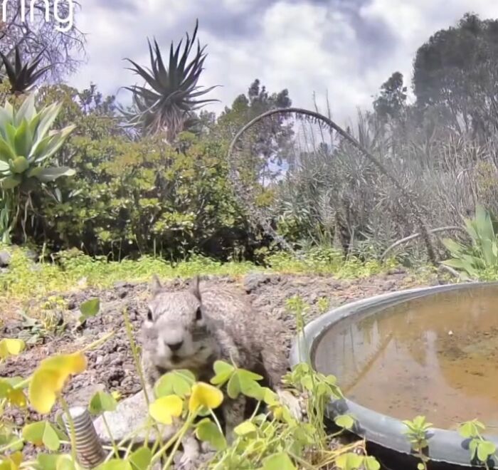 Squirrel near water fountain in a yard captured by a camera showing regular visitors in the garden.