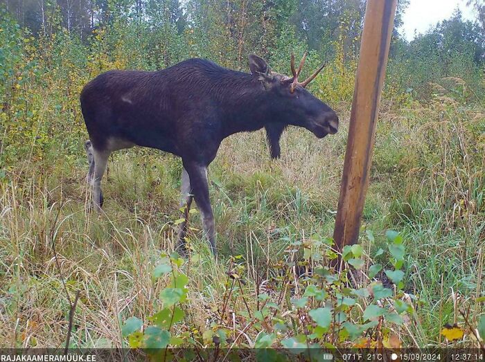 Moose standing in a grassy forest area, illustrating terrifying times nature stopped people in their tracks.