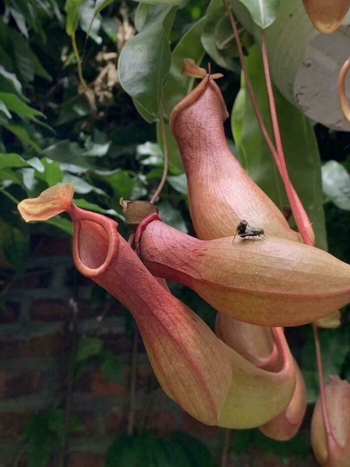 Close-up of carnivorous pitcher plants with a fly on one, showcasing a terrifying moment nature stopped people.