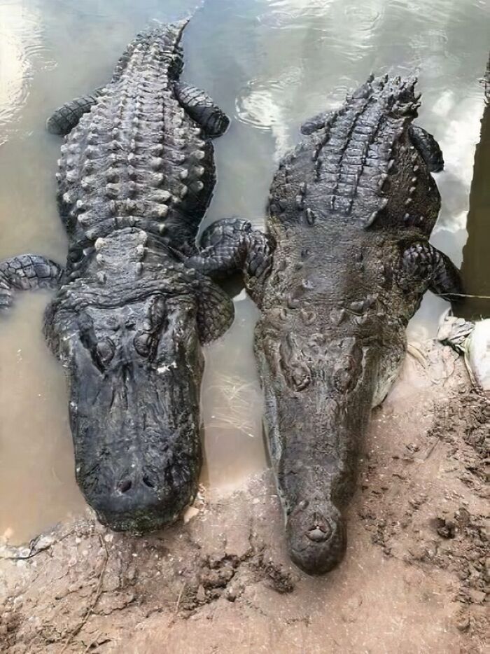 Two large crocodiles side by side in shallow water, showing extraordinary and fascinating wildlife close-up details.