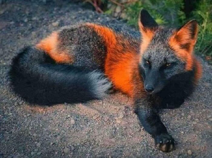 Rare black and orange fox lying on gravel, one of the extraordinary and fascinating things people saw and shared.