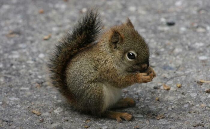 Small squirrel sitting on pavement eating food, an extraordinary and fascinating sight people wanted to show others.