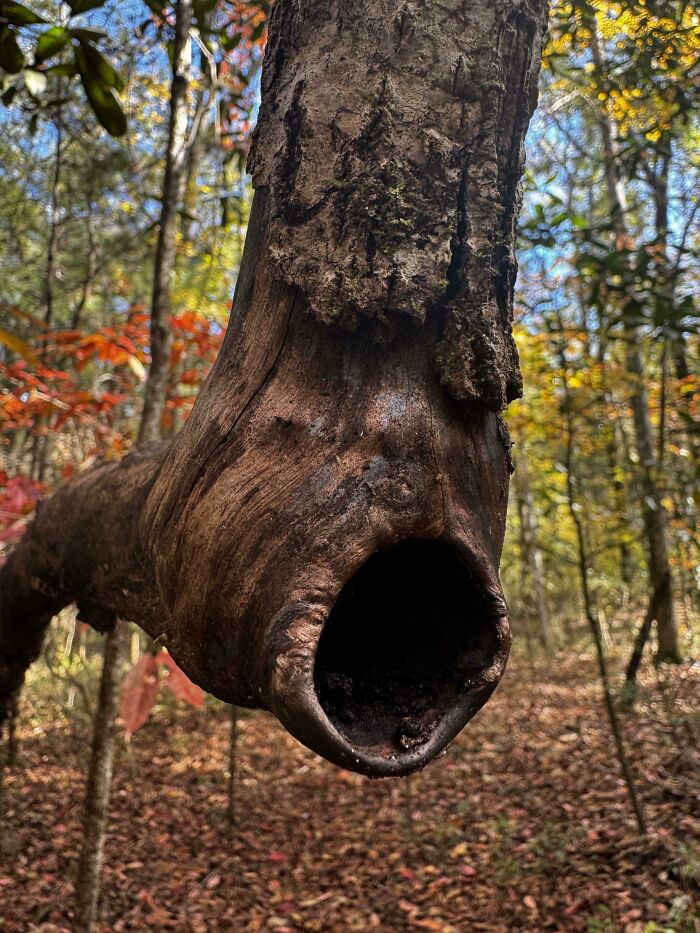 Close-up of a twisted, hollow tree branch in a forest, one of the terrifying times nature stopped people in their tracks.