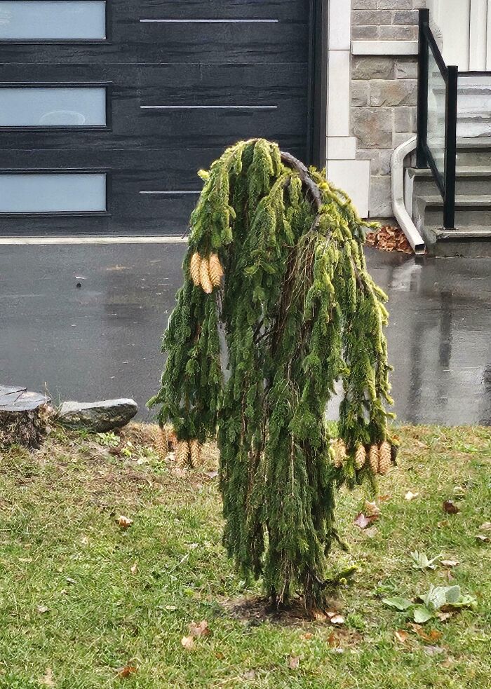 Drooping pine tree with hanging cones in a residential yard, a chilling example of nature stopping people in their tracks.