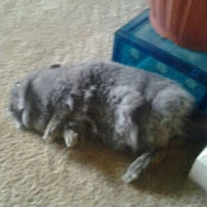 donnamcknight avatar