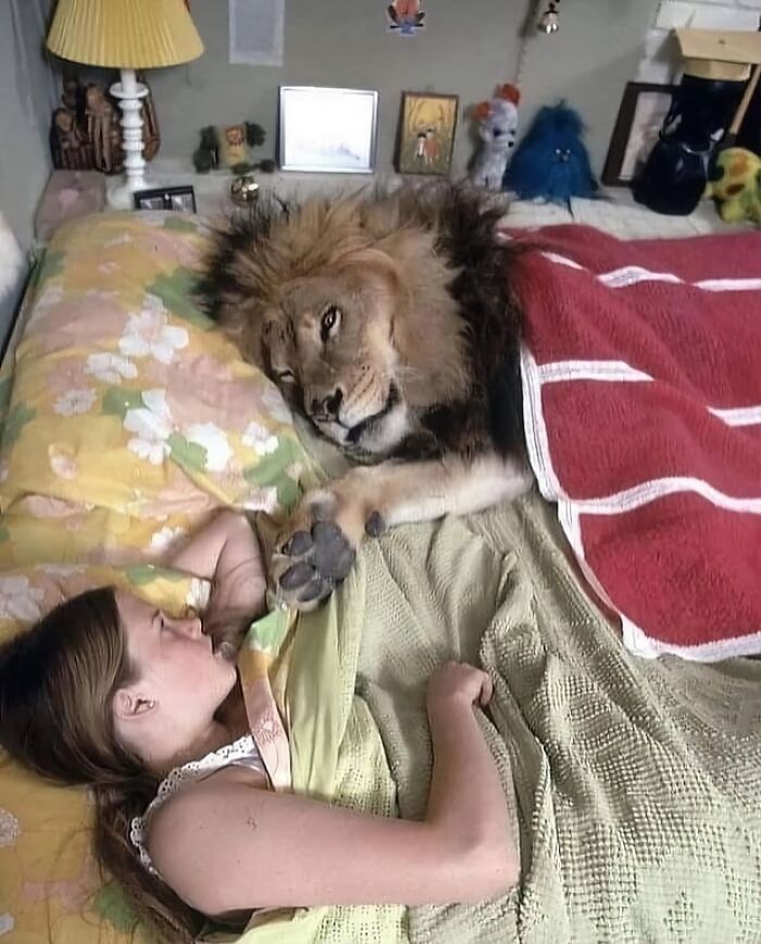 Woman lying in bed next to a lion under blankets, a bizarre scene that makes no sense but draws your attention.