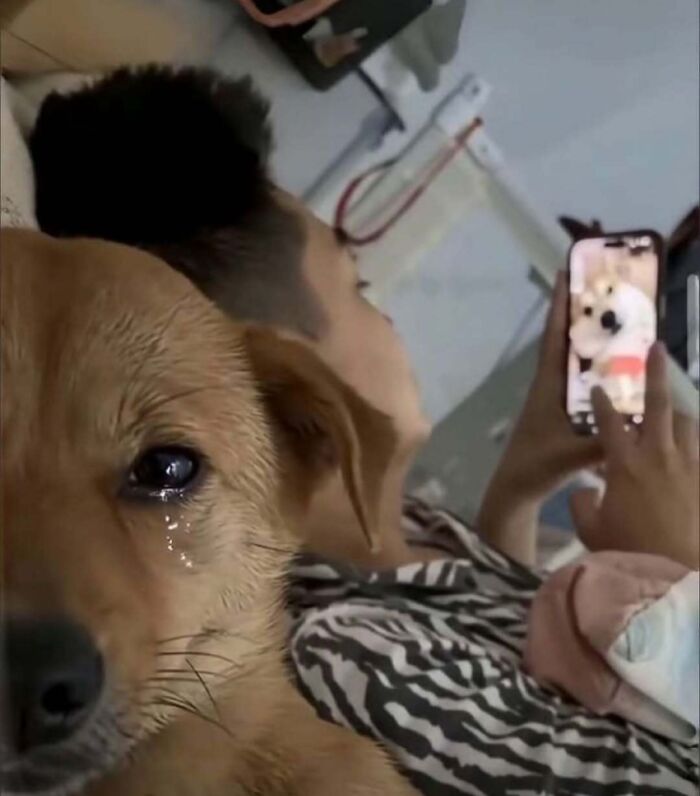 Dog with a tear in its eye while a person takes a photo of a similar dog, part of pics that make no sense at all.