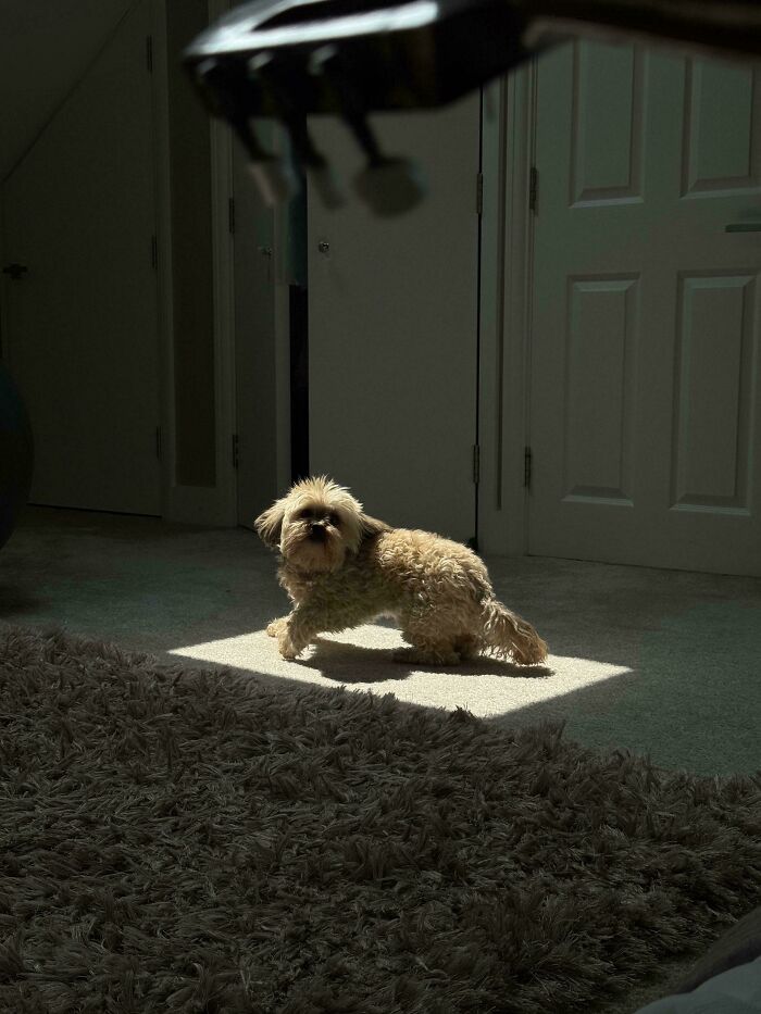Small dog sitting in sunlight on carpet in a room, resembling a Renaissance masterpiece captured by chance.