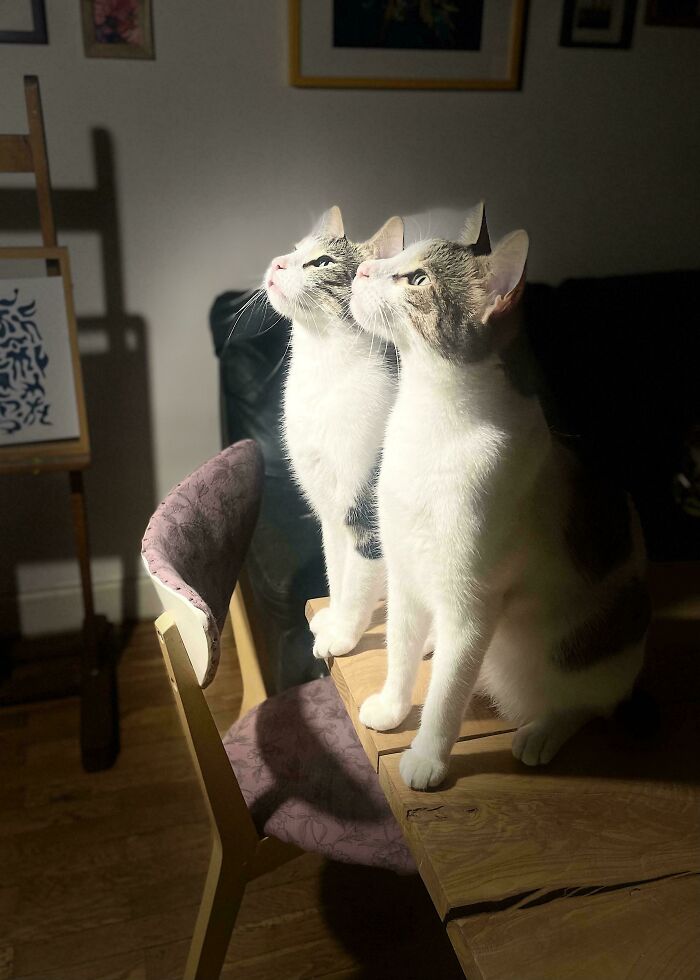 Cat sitting on a table with its reflection, capturing a moment resembling a Renaissance masterpiece painting.