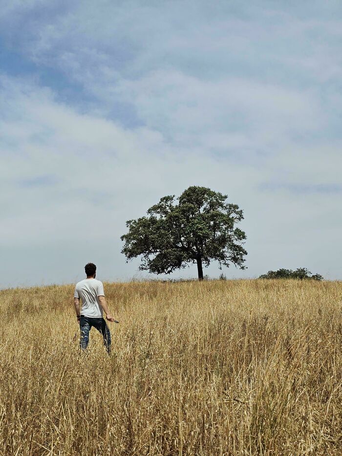 Man standing in tall golden grass field facing a lone tree under a cloudy sky in accidental renaissance photo style