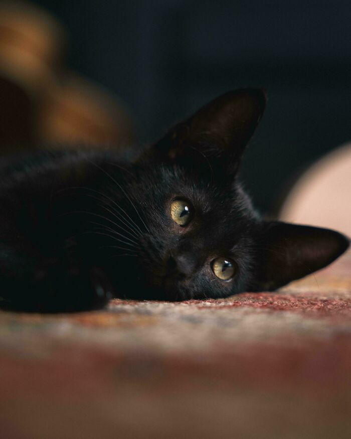 Black cat lying down with soft lighting, capturing a moment resembling a renaissance masterpiece painting.