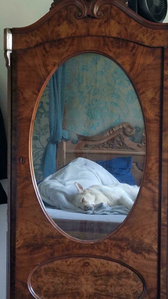 Reflection of a sleeping dog on a bed framed by an antique wooden mirror resembling a Renaissance masterpiece.