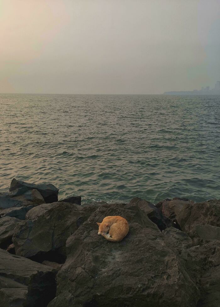 Cat curled up on rocks by the sea, capturing a serene moment resembling a Renaissance masterpiece scene.
