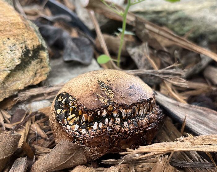 Mysterious fungus with sharp teeth-like texture growing among dry leaves, showcasing one of nature's terrifying moments.