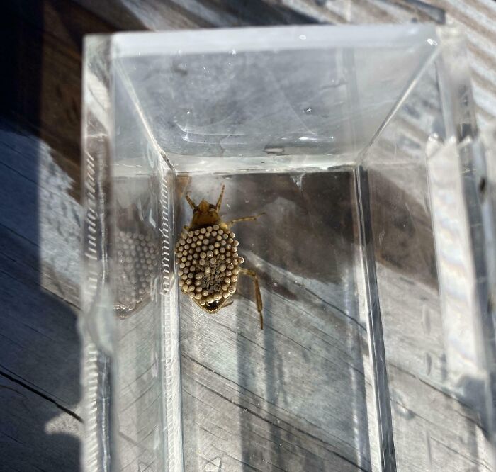 Close-up of a bug carrying eggs on its back inside a clear container showing a terrifying moment in nature.