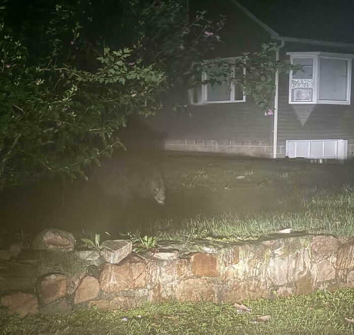 Bear in a backyard at night, a terrifying moment when nature stopped people in their tracks near a house.