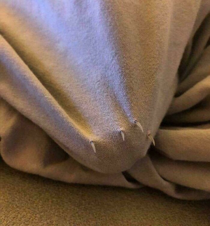 Tiny cat claws poking through a soft beige fabric blanket.