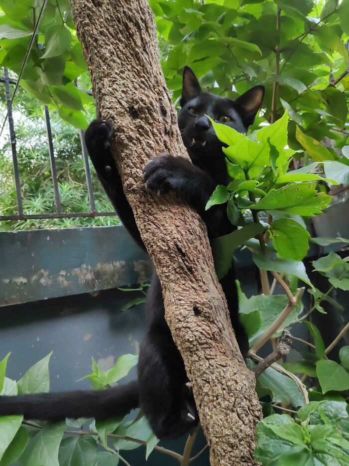 A black cat climbing a thin tree trunk using its cat claws.