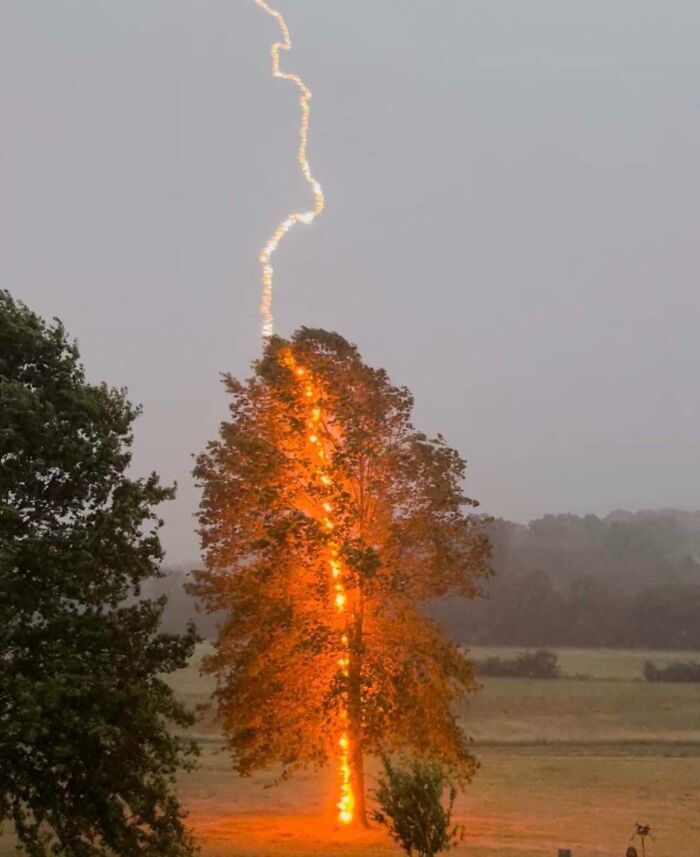 Lightning striking a tree in a field, showcasing one of the terrifying times nature stopped people in their tracks.