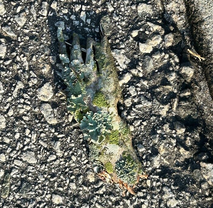 Moss and lichen growing on a hand-shaped formation embedded in c*****d asphalt showing nature stopping people in their tracks.