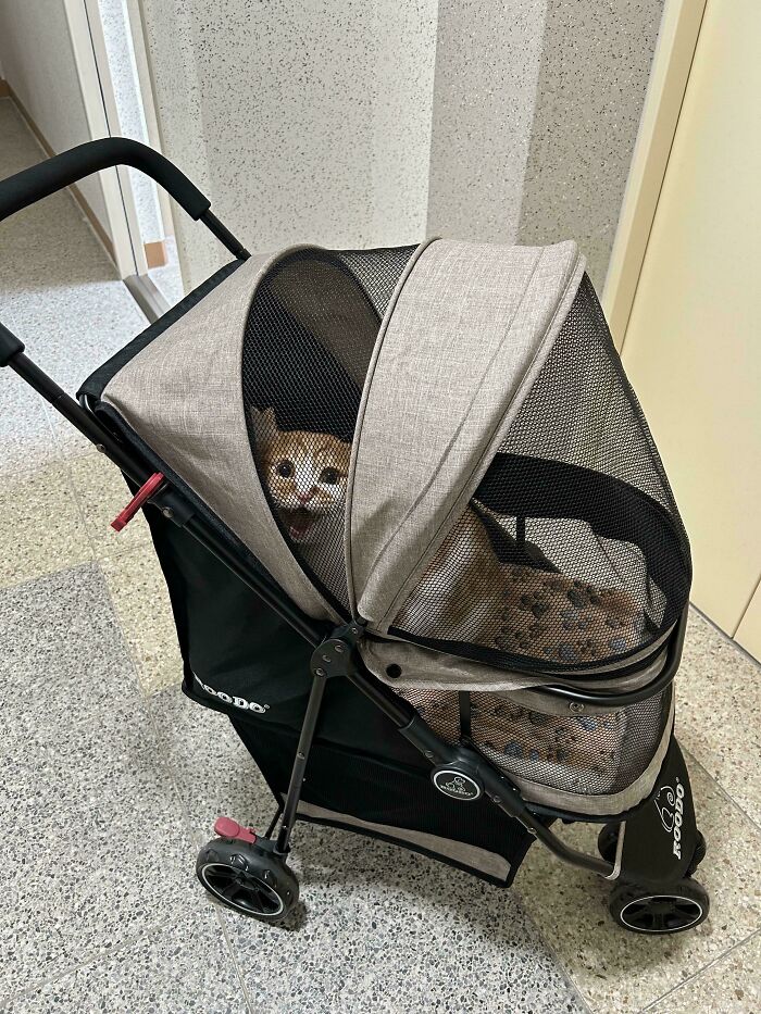 A spotted cat meowing inside a beige mesh pet stroller on a tiled floor, showing cats who couldn’t keep their meows.