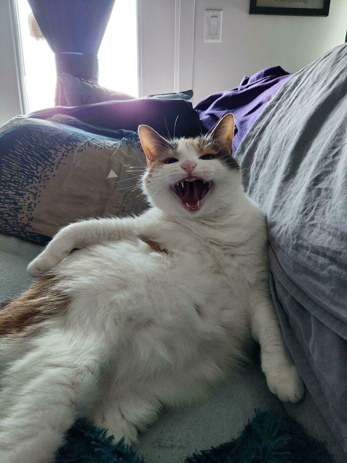 A fluffy cat lying on a couch with its mouth open, showing its meow in a candid and expressive moment.