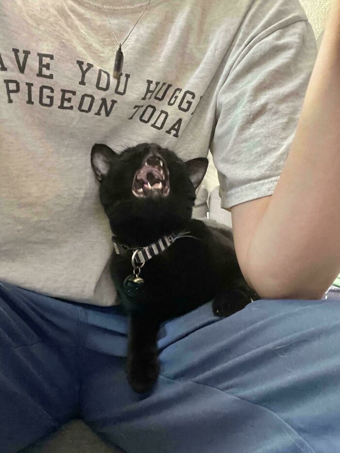Black cat with open mouth meowing loudly while sitting on a person's lap, showing its teeth and tongue.