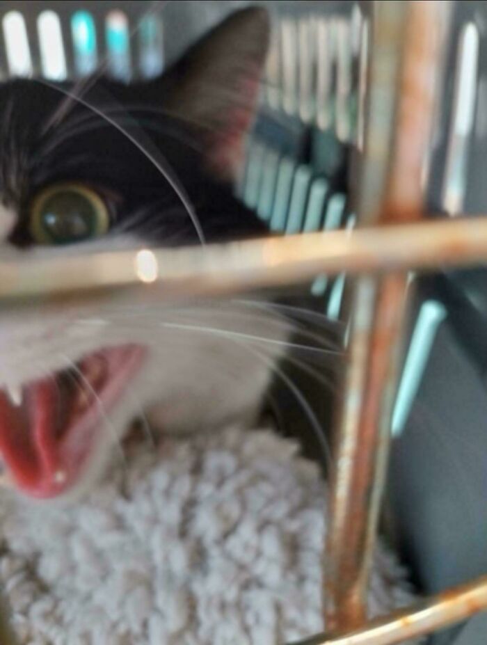 Close-up of a cat meowing loudly inside a pet carrier with a textured blanket underneath.