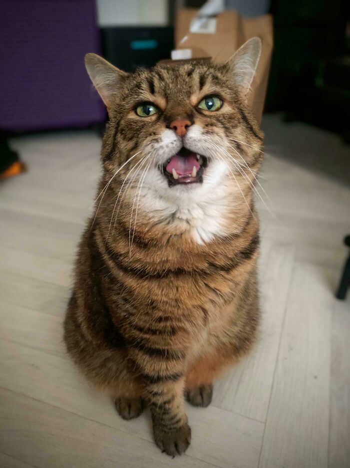 Tabby cat with green eyes sitting on a floor, mouth open as if meowing loudly, showcasing cats who scream.