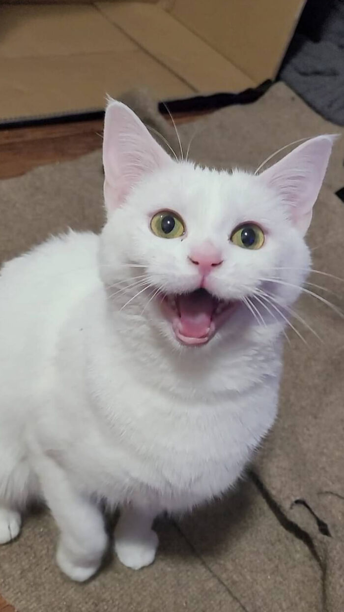 White cat with yellow eyes meowing loudly while sitting on a carpet, showcasing cats who couldn't keep their meows to themselves.