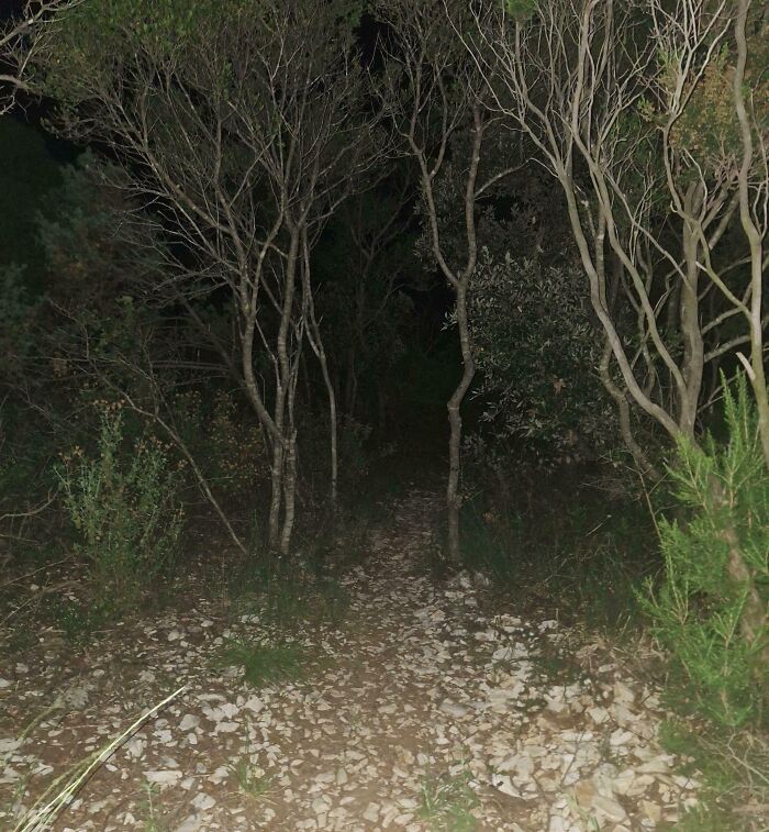 Dark forest path at night with bare trees and dense shrubs, evoking a terrifying nature scene that stops people in their tracks.