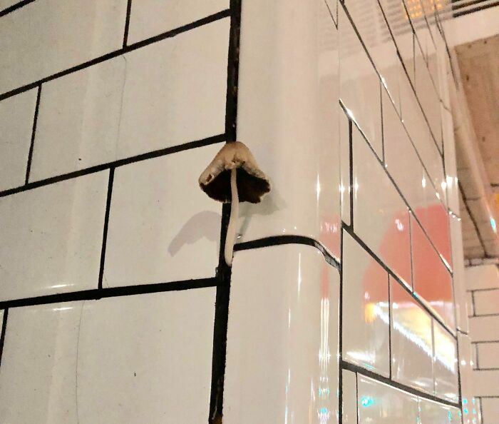 Mushroom growing between white subway tiles on a wall, showcasing a rare and eerie moment of nature in an urban setting.