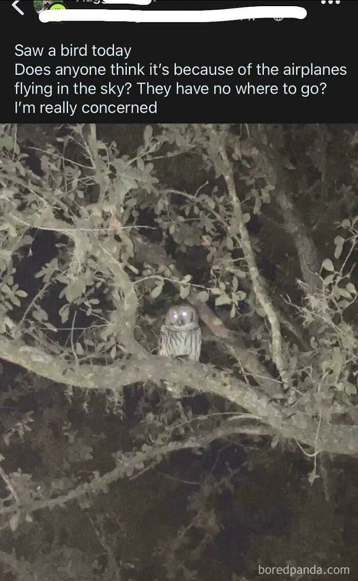 Nighttime photo of an owl on a tree branch with a humorous neighbor app post about airplanes affecting birds.