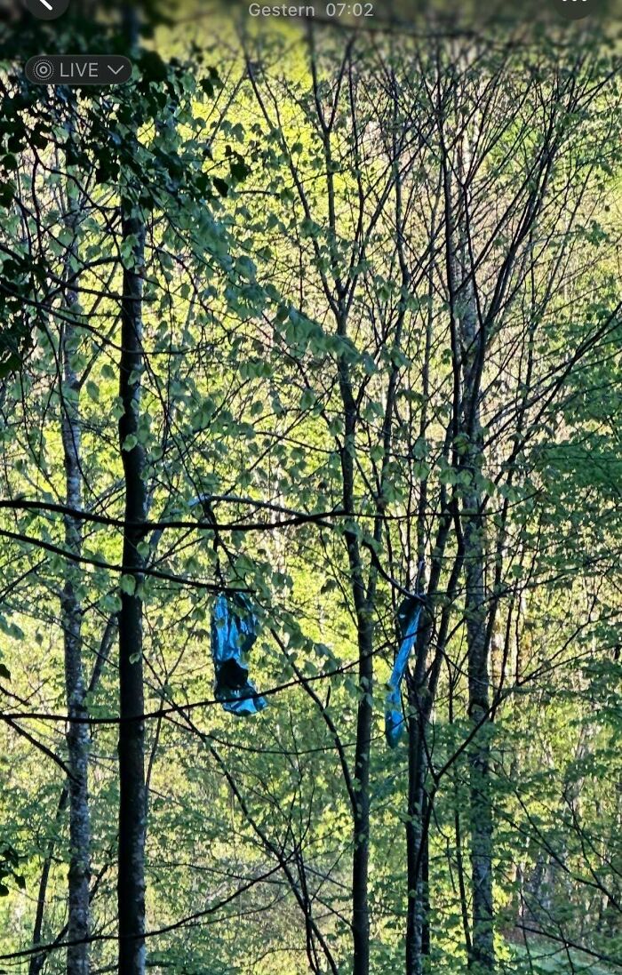 Blue wedding dress caught in tree branches in a forest, illustrating the worst brides and wedding guests fails.