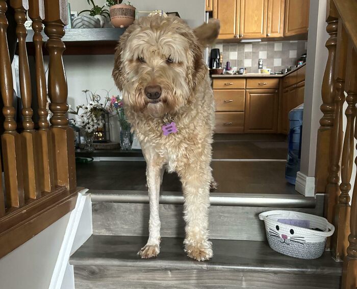 Curly dog standing on stairs with kitchen background, captured in a hilarious moment for fatherhood fun.