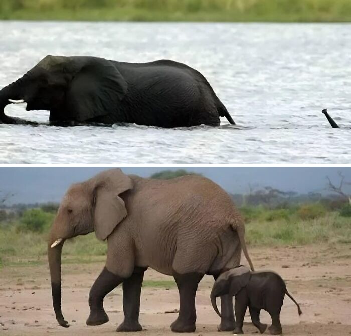 Elephants in natural habitats showcasing the beauty of planet Earth and wildlife in water and on land.