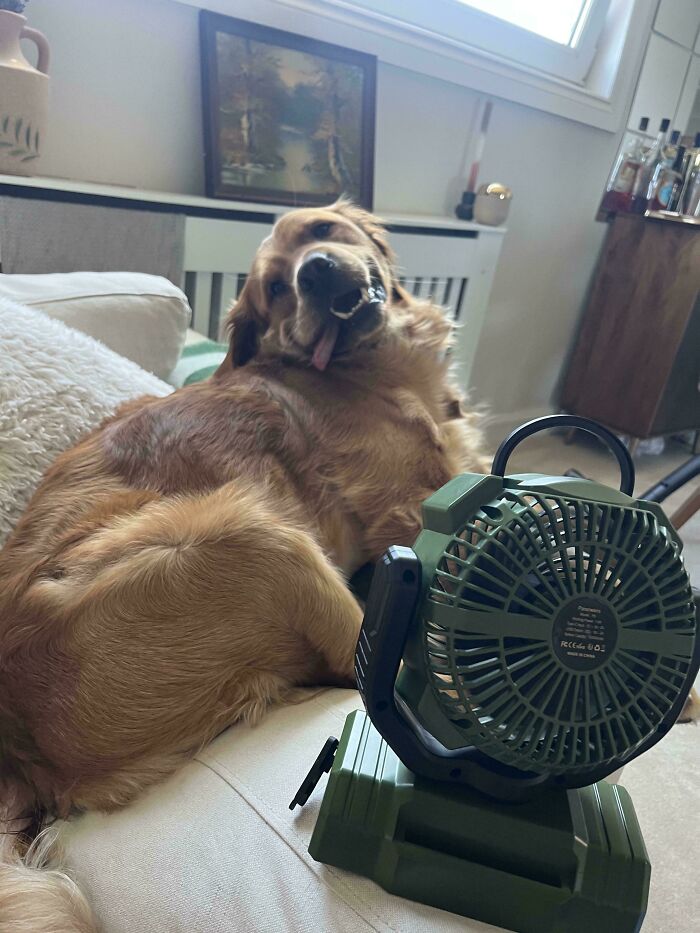 Perro acostado junto a un ventilador portátil en casa, ejemplo de consecuencias de olas de calor veraniegas.