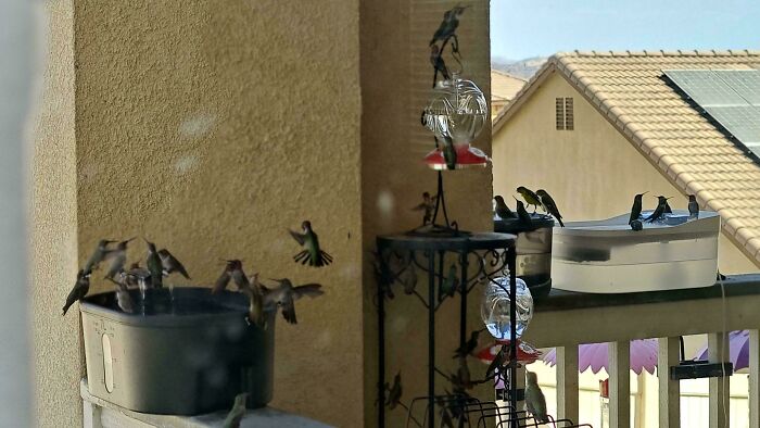 Aves refrescándose en bebederos afuera de una casa durante olas de calor veraniegas intensas.